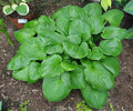 Hosta 'Fried Green Tomatoes'