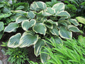 Hosta 'Frost Giant'