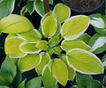 Hosta 'Gaiety'