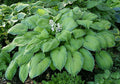 Hosta 'Garden Party'