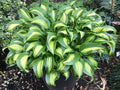 Hosta 'Geisha' (Ani Machi)
