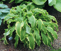 Hosta 'Ginsu Knife'