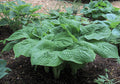 Hosta 'Gitchigumi'