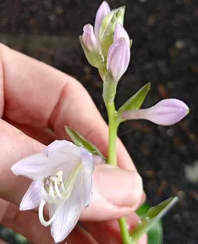 Hosta 'Gloriosa'