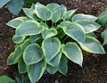 Hosta 'Glory Hallelujah'
