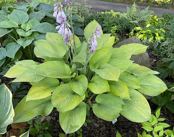 Hosta 'Templar Gold'