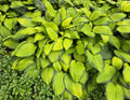Hosta 'Gold Standard'
