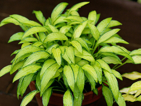 Hosta 'Green Eyes'