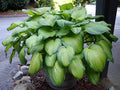 Hosta 'Guacamole'