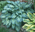 Hosta 'Guardian Angel'