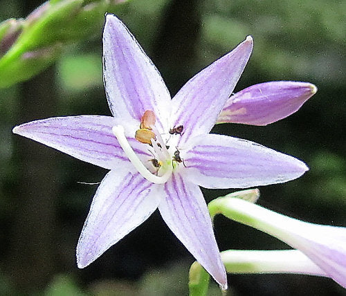 Hosta 'Hacksaw'