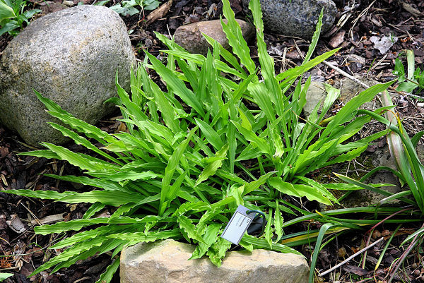 Hosta 'Hacksaw'