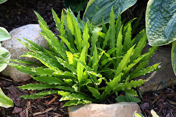 Hosta 'Hacksaw'