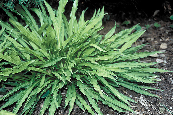 Hosta 'Hacksaw'