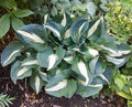 Hosta 'Half and Half'