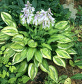 Hosta 'Hanky Panky'