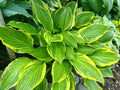 Hosta 'Harpoon'