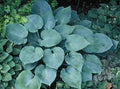 Hosta 'High Tide'