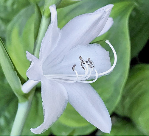Hosta 'Holy Mole'