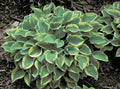 Hosta 'Hope'