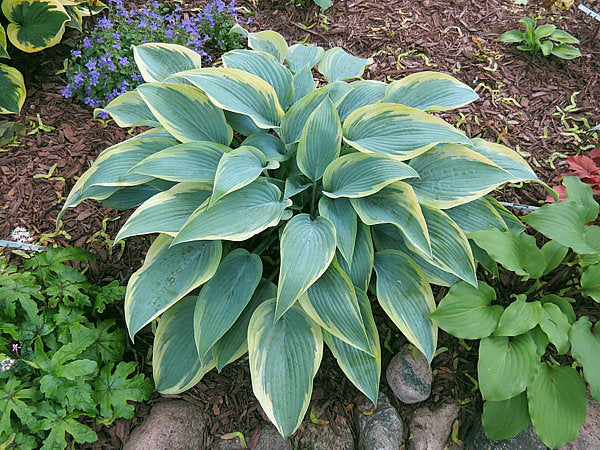 Hosta 'Mourning Dove'