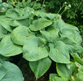 Hosta 'Humpback Whale'