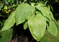 Hosta 'hypoleuca'
