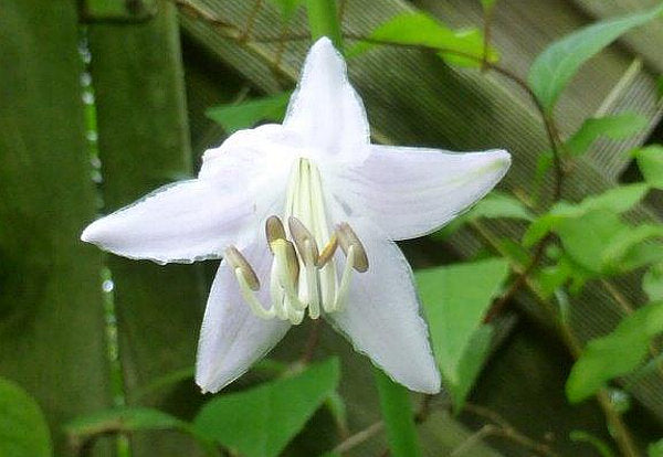 Hosta 'Irish Luck'