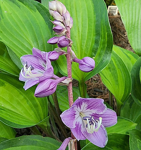 Hosta 'Island Breeze'