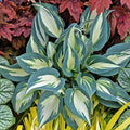 Hosta 'Ivory Queen'