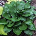 Hosta 'Joseph'