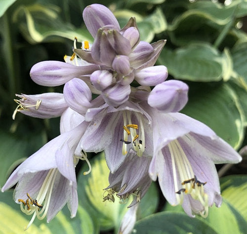 Hosta 'June'