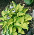Hosta 'Just So'