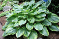 Hosta 'Key Lime Pie'