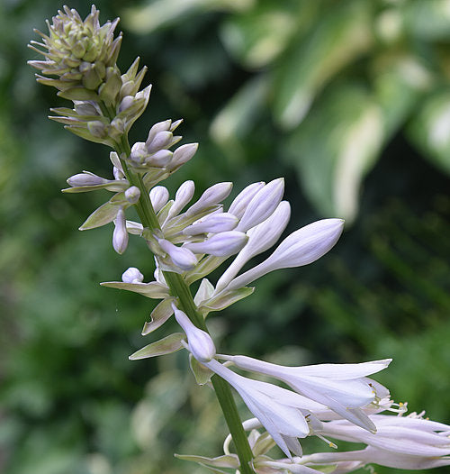 Hosta 'Key West'