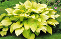 Hosta 'Key West'
