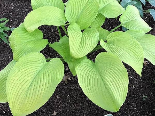 Hosta 'Key West'