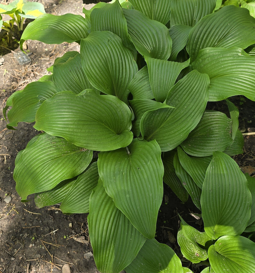 Hosta 'kikutii var. yakusimensis'