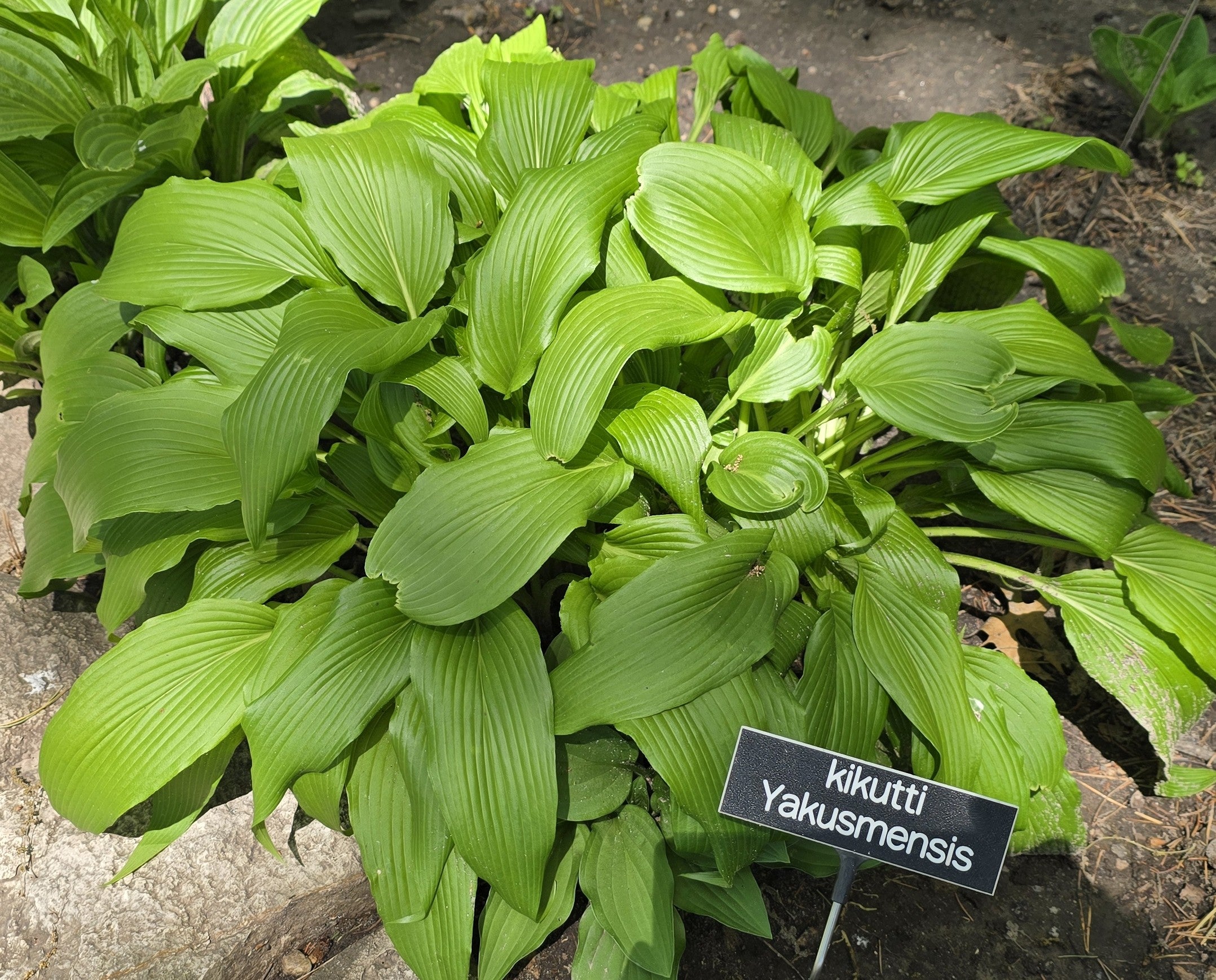 Hosta 'kikutii var. yakusimensis'