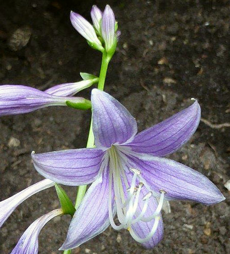 Hosta 'kikutii var. yakusimensis'