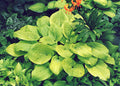 Hosta 'King Tut'