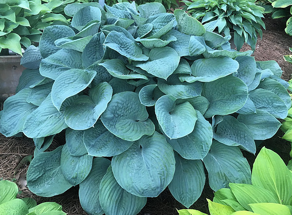 Hosta 'Kiwi Skyscraper'