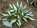 Hosta 'Lakeside Fruit Loops'