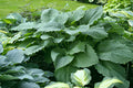 Hosta 'Lakeside Full Tide'