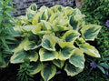 Hosta 'Liberty'