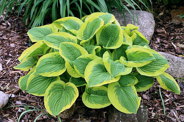 Hosta 'Li'l Abner'