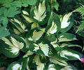 Hosta 'Loyalist'