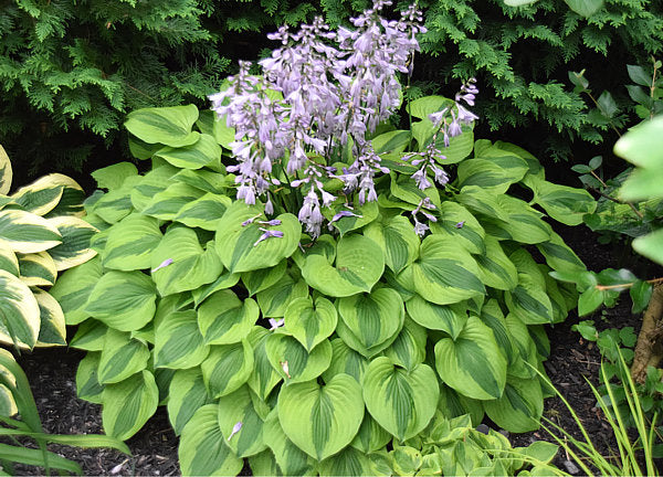 Hosta 'Luna Moth'