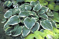 Hosta 'Mardi Gras'