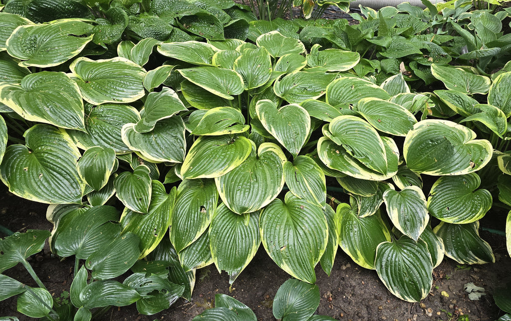 Hosta 'Mardi Gras'
